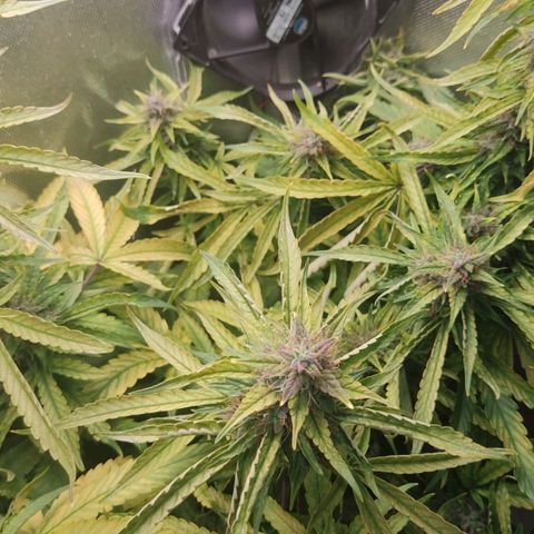 Auto X.treme E.S growlog timeline photo