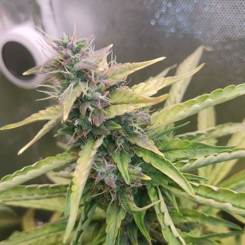 Auto X.treme E.S growlog timeline photo