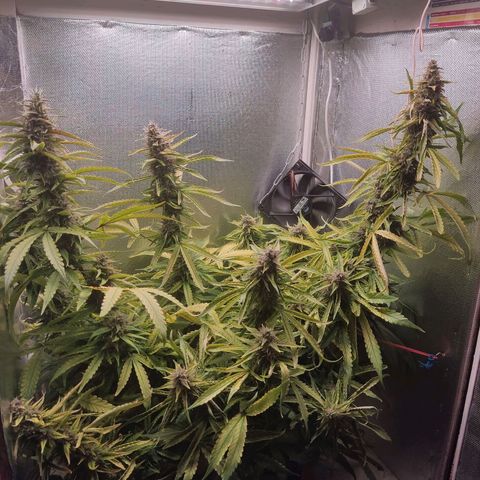 Auto X.treme E.S growlog timeline photo