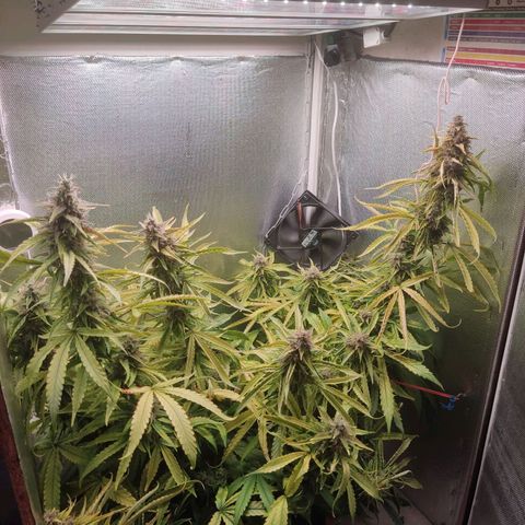 Auto X.treme E.S growlog timeline photo