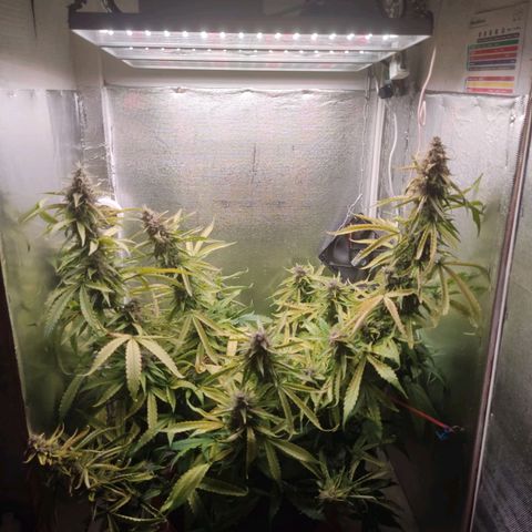 Auto X.treme E.S growlog timeline photo