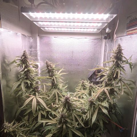 Auto X.treme E.S growlog timeline photo
