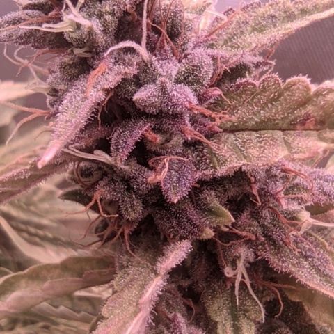 Auto X.treme E.S growlog timeline photo