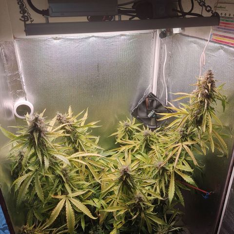 Auto X.treme E.S growlog timeline photo