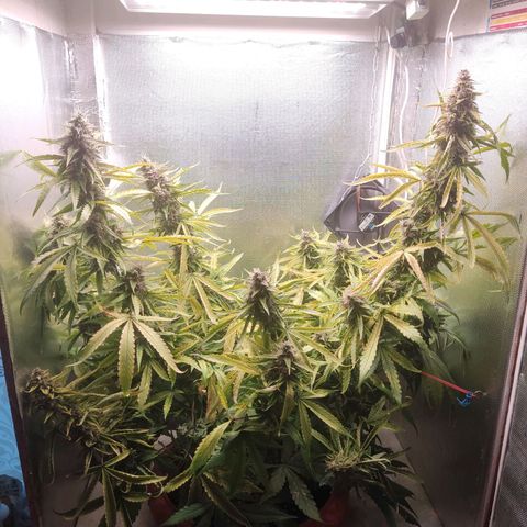 Auto X.treme E.S growlog timeline photo