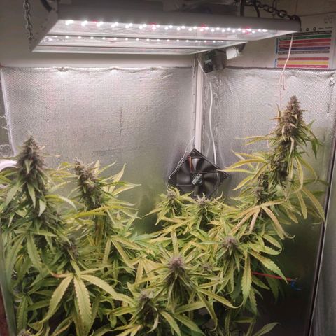 Auto X.treme E.S growlog timeline photo