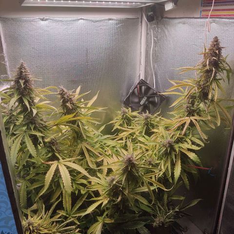 Auto X.treme E.S growlog timeline photo