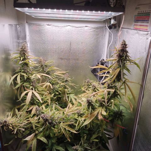 Auto X.treme E.S growlog timeline photo