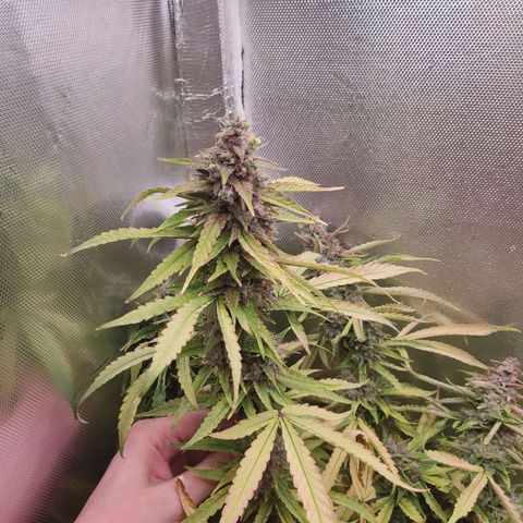 Auto X.treme E.S growlog timeline photo