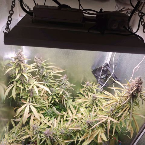 Auto X.treme E.S growlog timeline photo