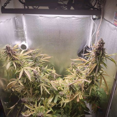Auto X.treme E.S growlog timeline photo