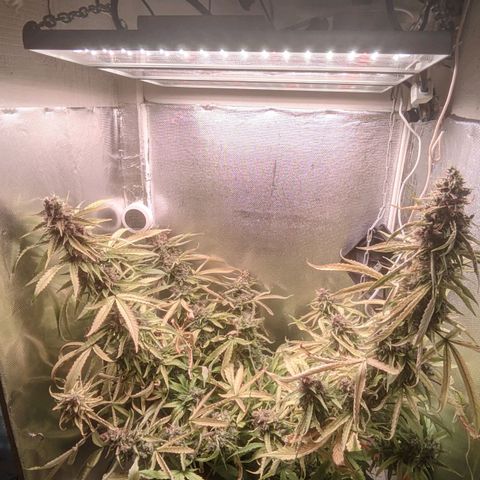 Auto X.treme E.S growlog timeline photo
