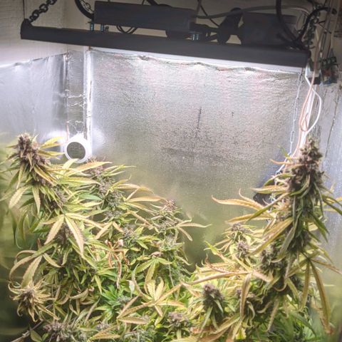 Auto X.treme E.S growlog timeline photo