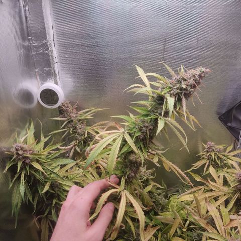 Auto X.treme E.S growlog timeline photo