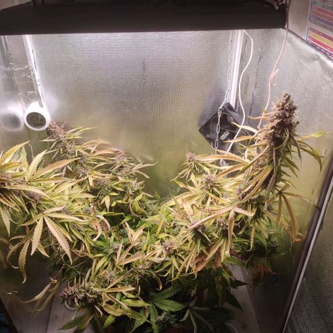 Auto X.treme E.S growlog timeline photo