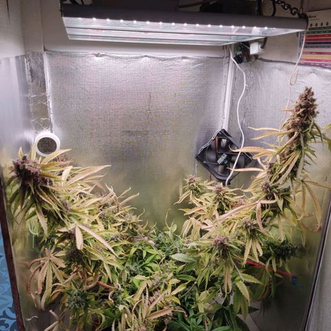 Auto X.treme E.S growlog timeline photo