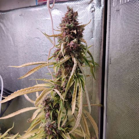 Auto X.treme E.S growlog timeline photo