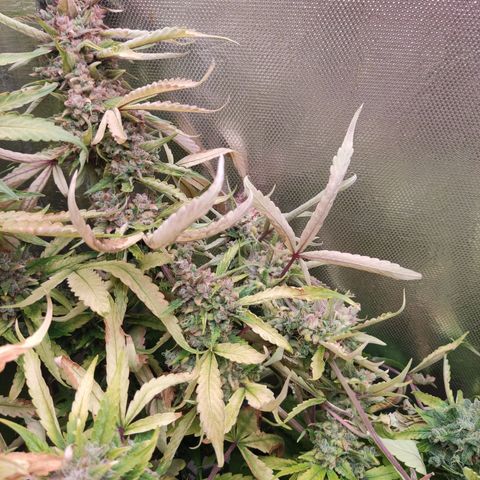 Auto X.treme E.S growlog timeline photo