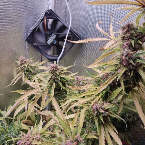 Auto X.treme E.S growlog timeline photo