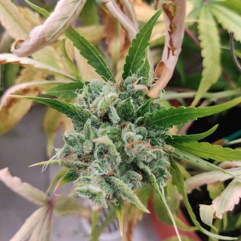 Auto X.treme E.S growlog timeline photo