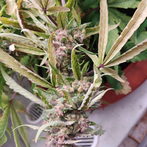 Auto X.treme E.S growlog timeline photo