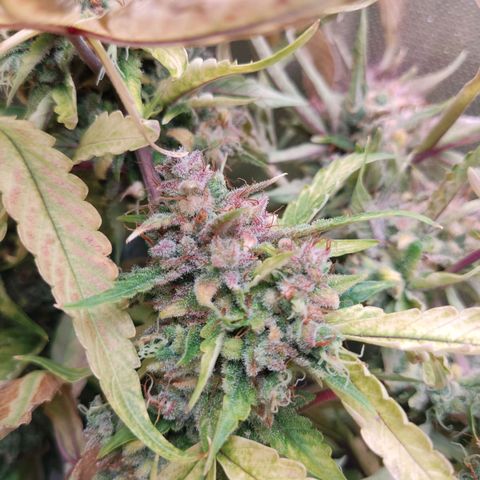 Auto X.treme E.S growlog timeline photo