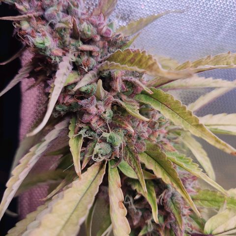 Auto X.treme E.S growlog timeline photo