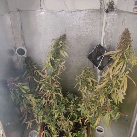 Auto X.treme E.S growlog timeline photo