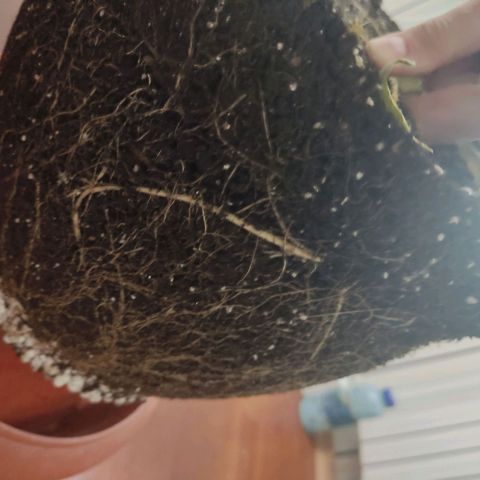 Auto X.treme E.S growlog timeline photo