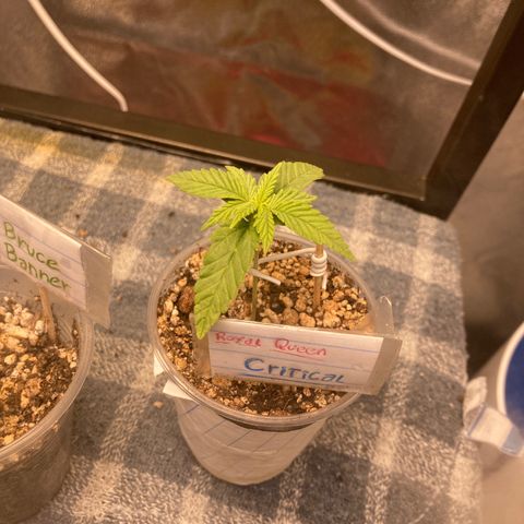 Critical growlog timeline photo