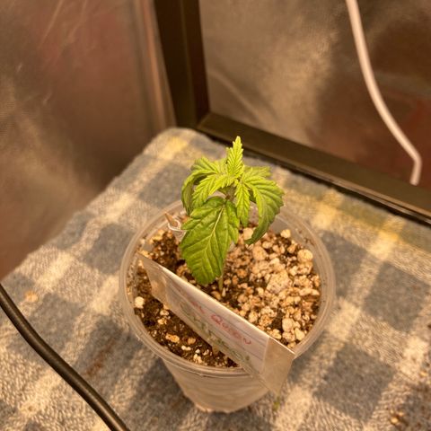 Critical growlog timeline photo