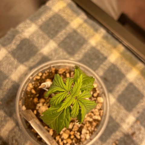 Critical growlog timeline photo