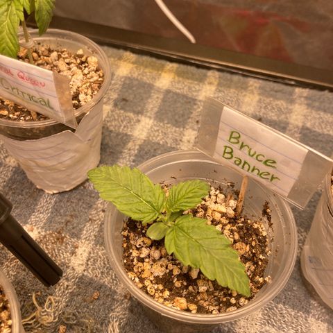 Bruce Banner growlog timeline photo