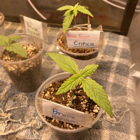 Bruce Banner growlog timeline photo