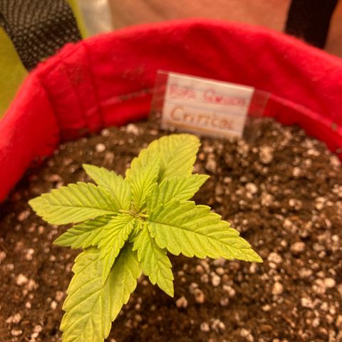 Critical growlog timeline photo