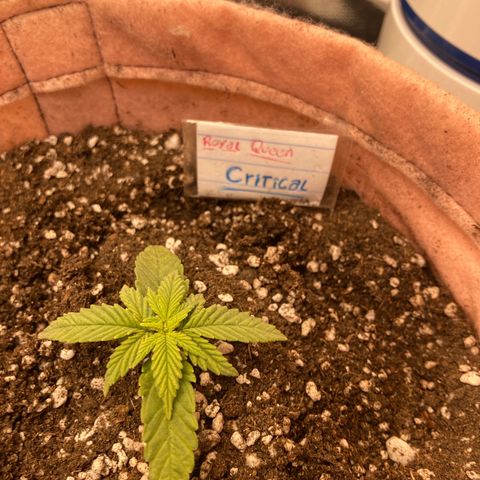 Critical growlog timeline photo