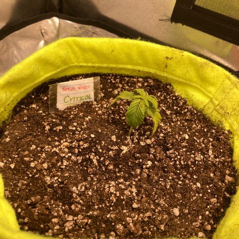 Critical growlog timeline photo