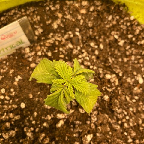 Critical growlog timeline photo
