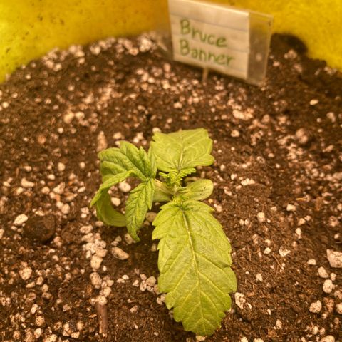 Bruce Banner growlog timeline photo