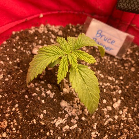 Bruce Banner growlog timeline photo
