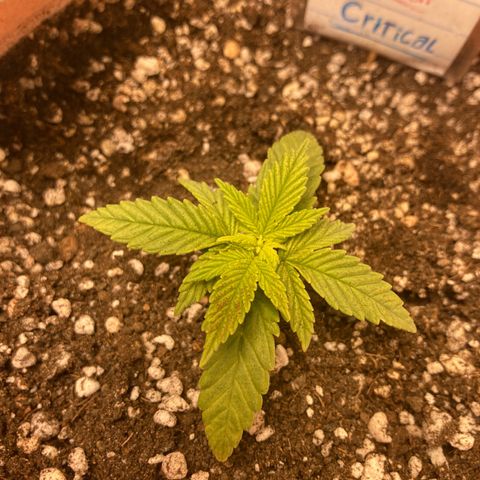 Critical growlog timeline photo