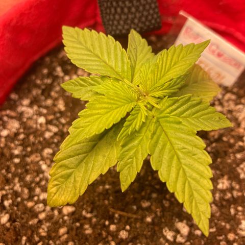 Critical growlog timeline photo