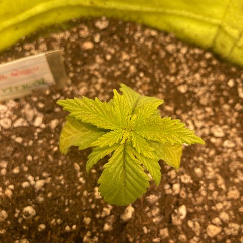 Critical growlog timeline photo