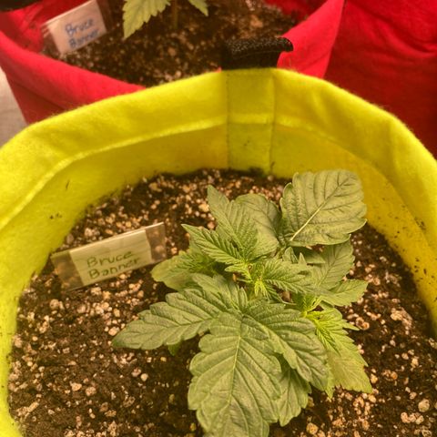 Bruce Banner growlog timeline photo