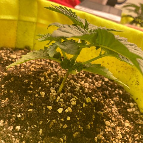 Bruce Banner growlog timeline photo