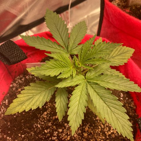 Bruce Banner growlog timeline photo
