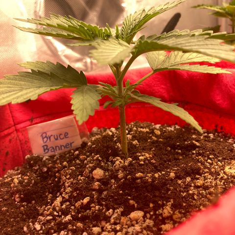Bruce Banner growlog timeline photo