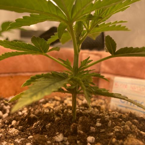 Critical growlog timeline photo