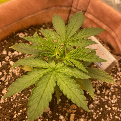 Critical growlog timeline photo