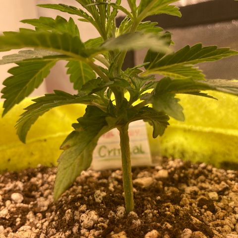 Critical growlog timeline photo